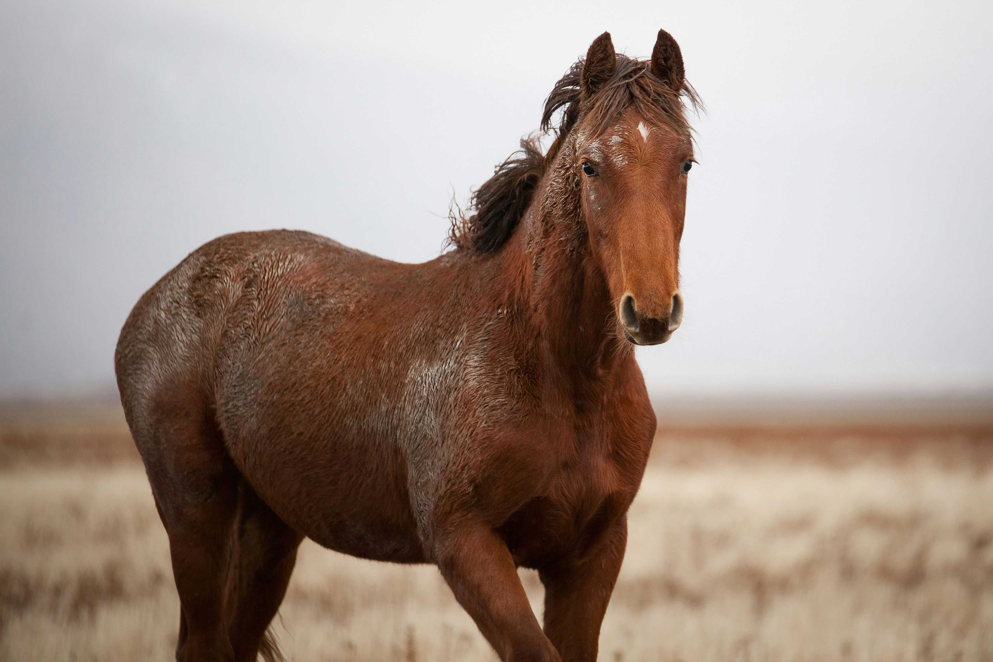 a wild horse in a paddock on a moody day